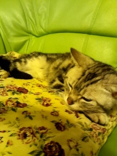 �����ɂ��