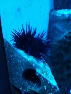 ���É��`������