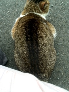 �˂��I�˂��I